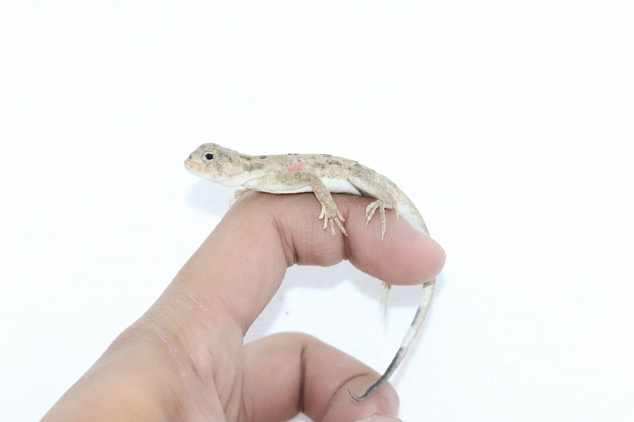 おすすめ生体 トカゲ 爬虫類クラブｊ千葉ニュータウン店