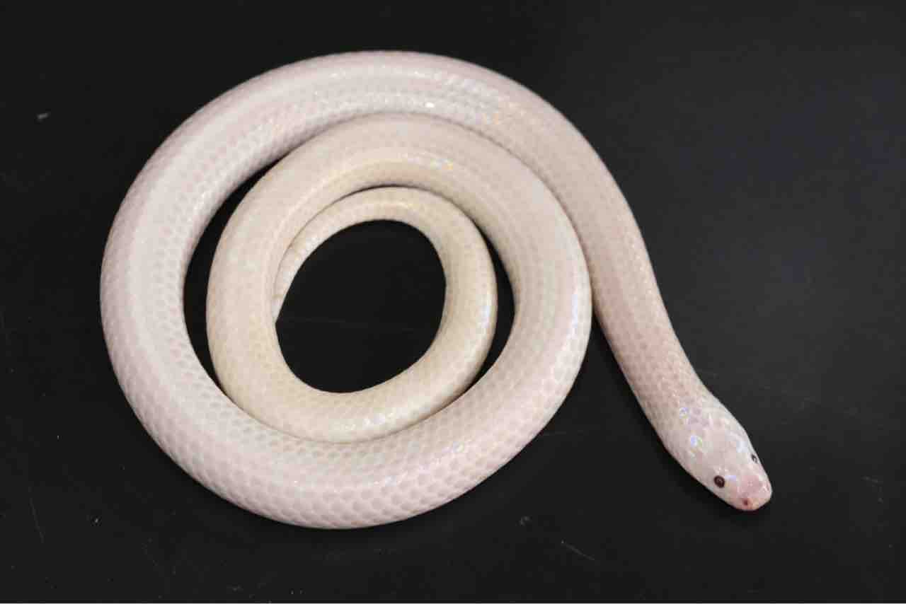 新入荷 アルビノサンビームや国内初 カナヘビ等々 爬虫類クラブｊ千葉ニュータウン店