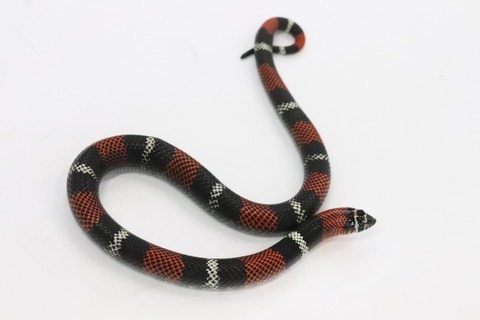 79655845-9D5B-4C64-B249-0601D9E7482E