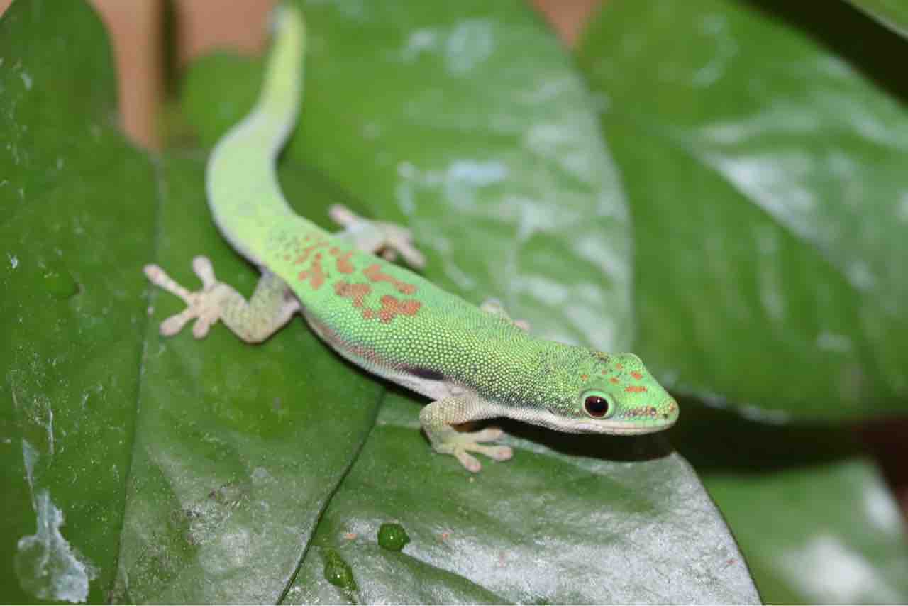 ヤモリさん S__8216589_0.jpg