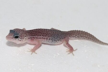 スーパーマックスノー２