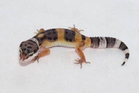 ハイイエロー５