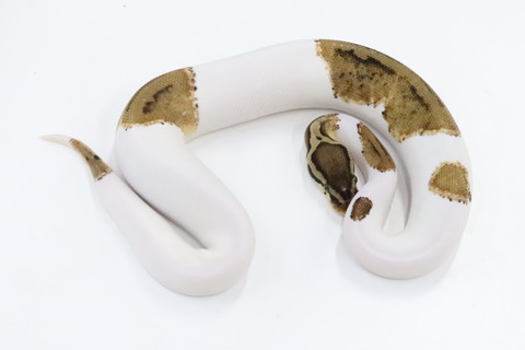 IMG_0830
