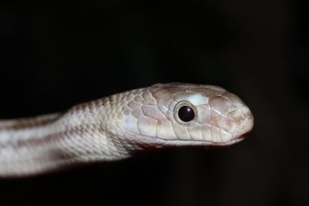 ブラックラット　リコリス