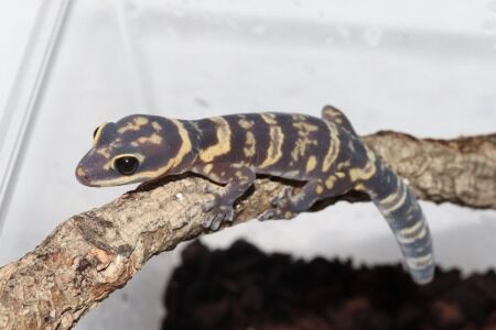 ウエスタンマーブルビロードヤモリ３