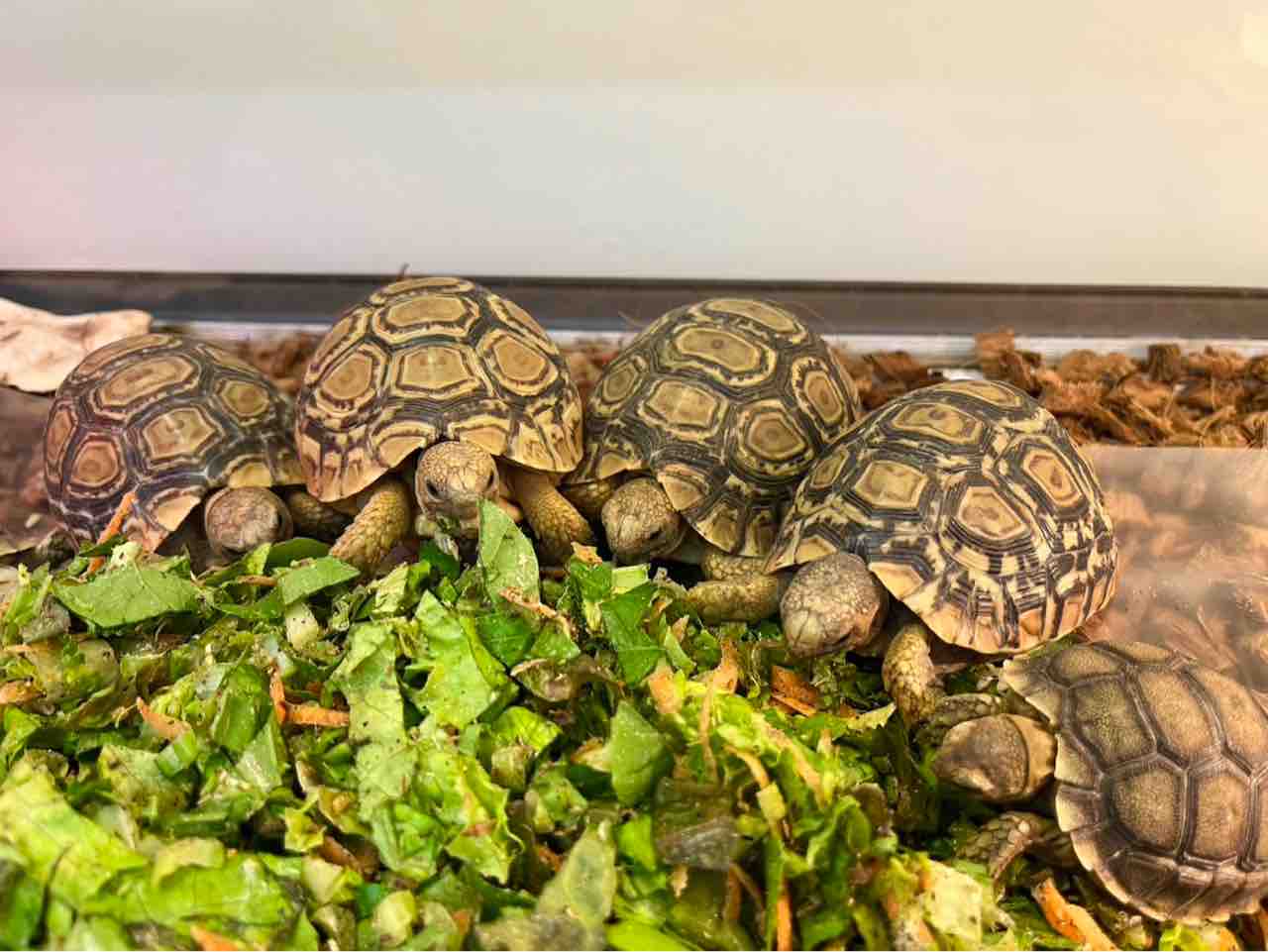 リクガメ 在庫紹介！ : 爬虫類クラブJ千葉ニュータウン店
