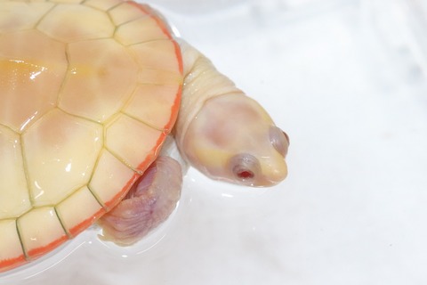 ニシキマゲクビガメ アルビノ