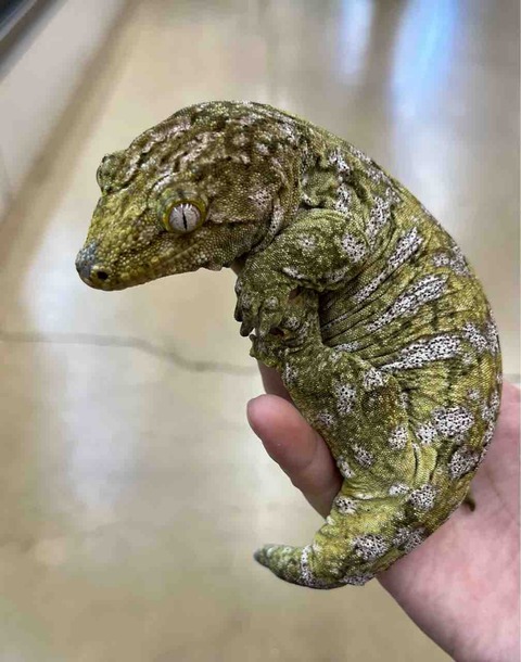 FullSizeRender
