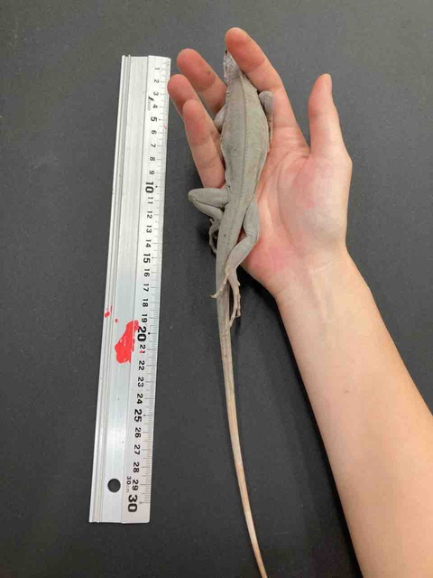 FullSizeRender