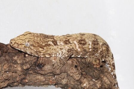 マウントコギス