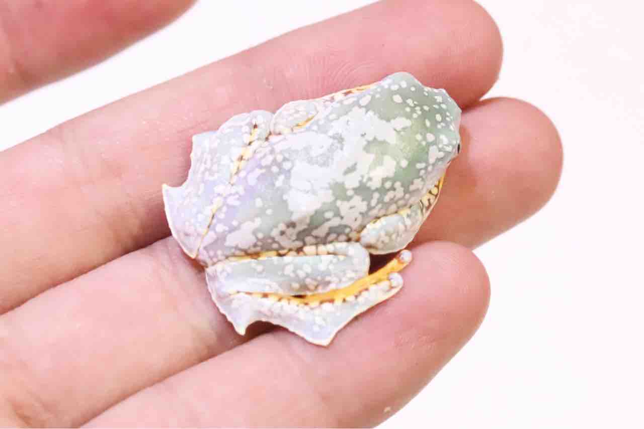 カエル・有尾新入荷！豪華ケンランな激レアカエルが着弾
