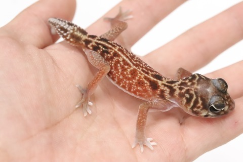 6A043FAB-6DB7-480E-ABF6-E1F119DE4D00