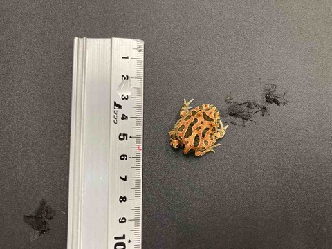 FullSizeRender