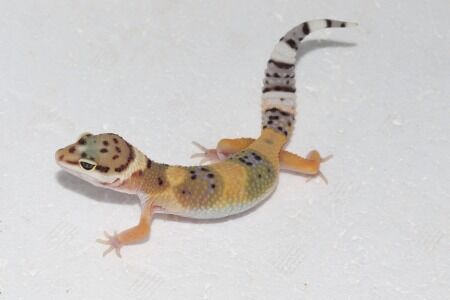 ハイイエロー３