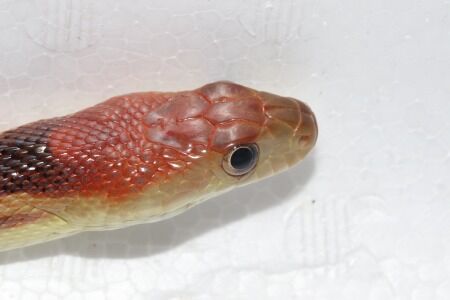 ケープごファー２