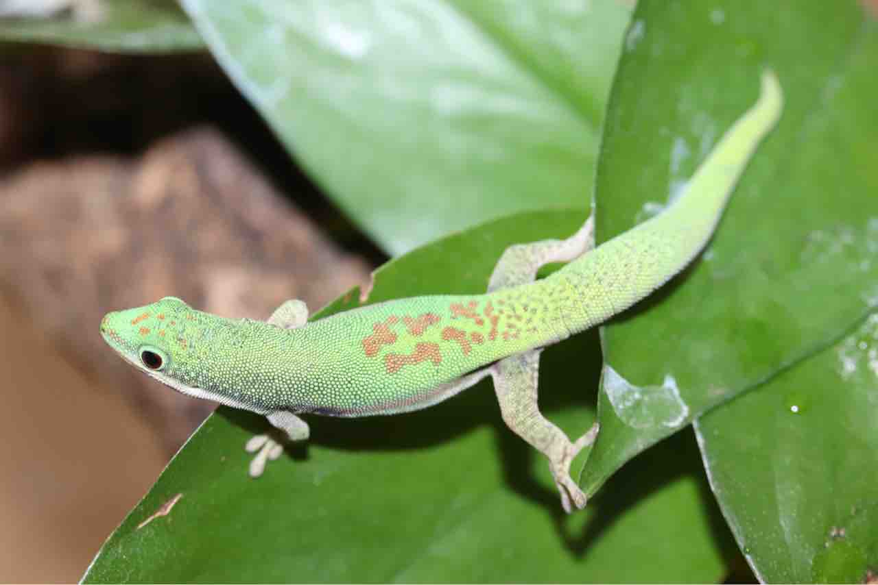 ヤモリさん S__8216589_0.jpg