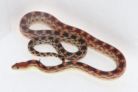 ケープごファー