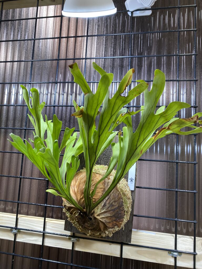 ビカクシダ ペガサスspore PLANTCLUB】 ビカクシダ始めました ビカクシダ ペガサスspore PLANTCLUB】 ビカクシダ始めました