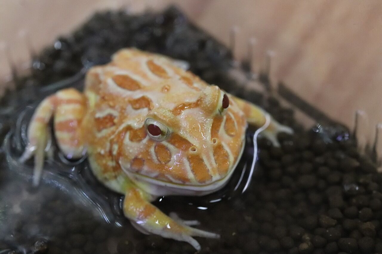 在庫生体】 ツノガエル : 爬虫類クラブJ千葉ニュータウン店