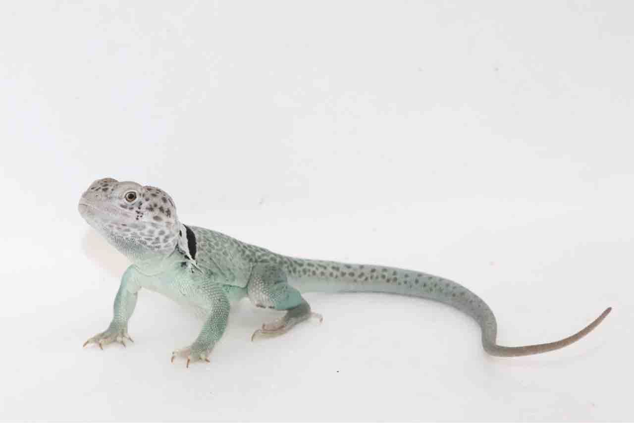 新入荷 トカゲ ヘビ 爬虫類クラブｊ千葉ニュータウン店