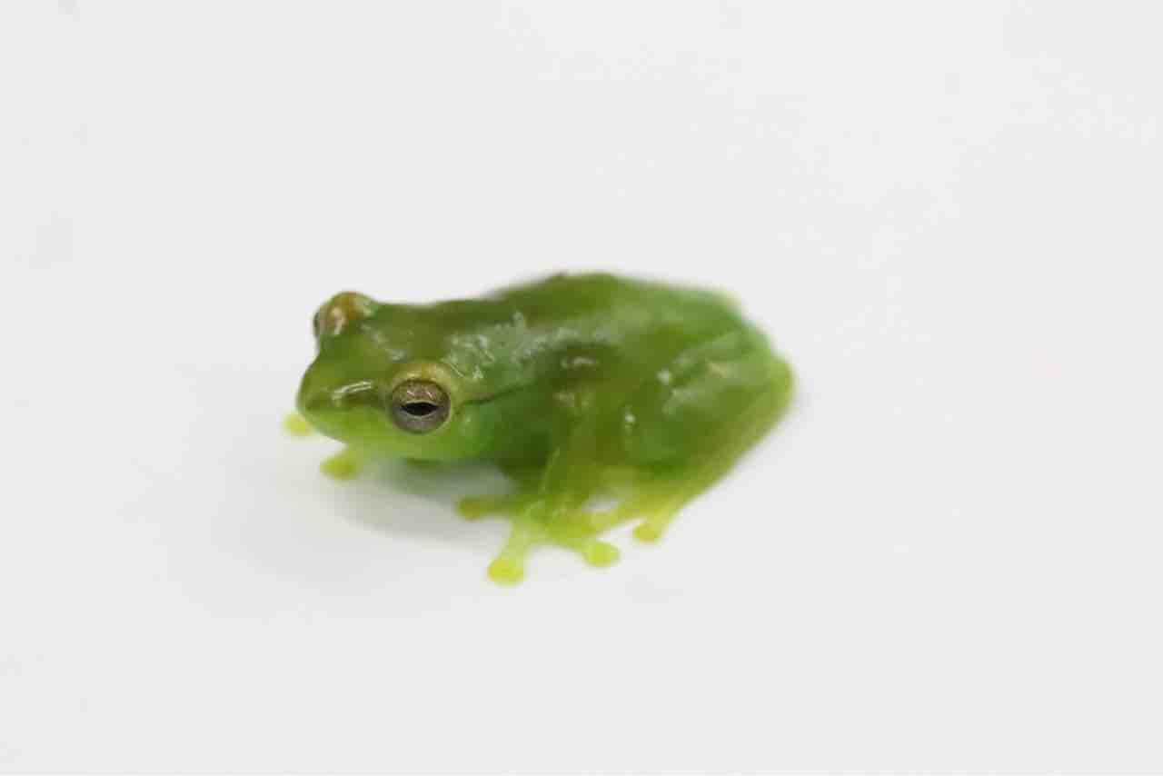 新入荷 かえる カエル 蛙 爬虫類クラブj千葉ニュータウン店 新入荷 かえる カエル 蛙 爬虫類クラブj千葉ニュータウン店