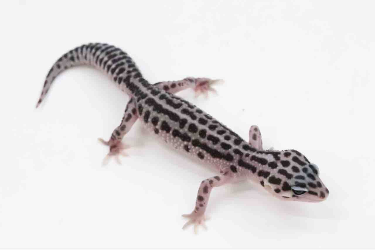 イベント告知 在庫紹介 ヒョウモントカゲモドキ ニシアフリカトカゲモドキ 爬虫類クラブj千葉ニュータウン店 イベント告知 在庫紹介 ヒョウモントカゲモドキ ニシアフリカトカゲモドキ 爬虫類クラブj千葉ニュータウン店