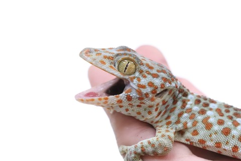 93F51F12-6673-40F6-BC63-57294CD596F4