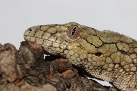 ヴェイヤールクチサケヤモリ２