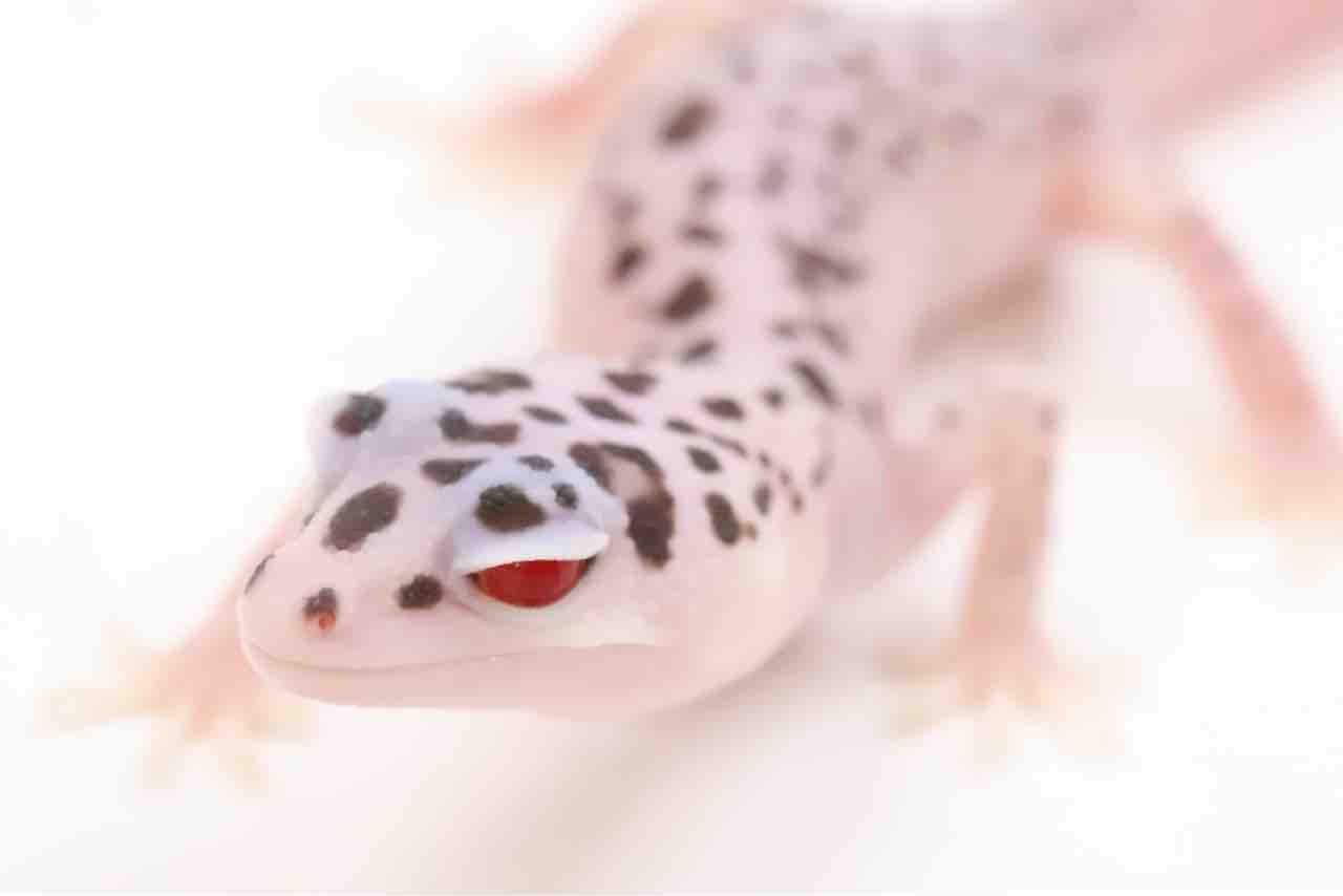 イベント告知 在庫紹介 ヒョウモントカゲモドキ ニシアフリカトカゲモドキ 爬虫類クラブj千葉ニュータウン店 イベント告知 在庫紹介 ヒョウモントカゲモドキ ニシアフリカトカゲモドキ 爬虫類クラブj千葉ニュータウン店