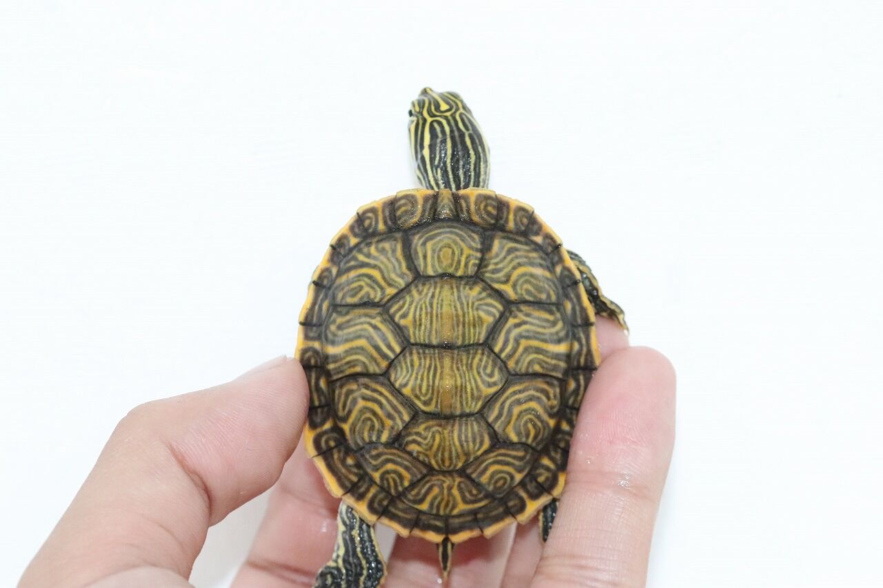 おすすめ生体 水棲亀 爬虫類クラブj千葉ニュータウン店 おすすめ生体 水棲亀 爬虫類クラブj千葉ニュータウン店