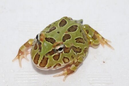 クランウェルツノガエル　グリーン