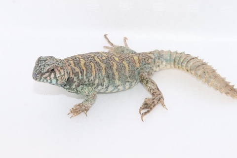 オルナータトゲオアガマ1