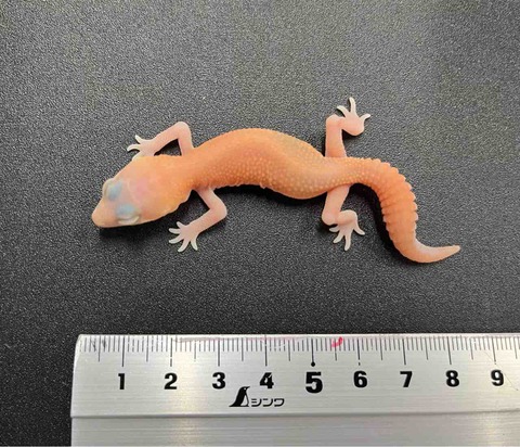 FullSizeRender