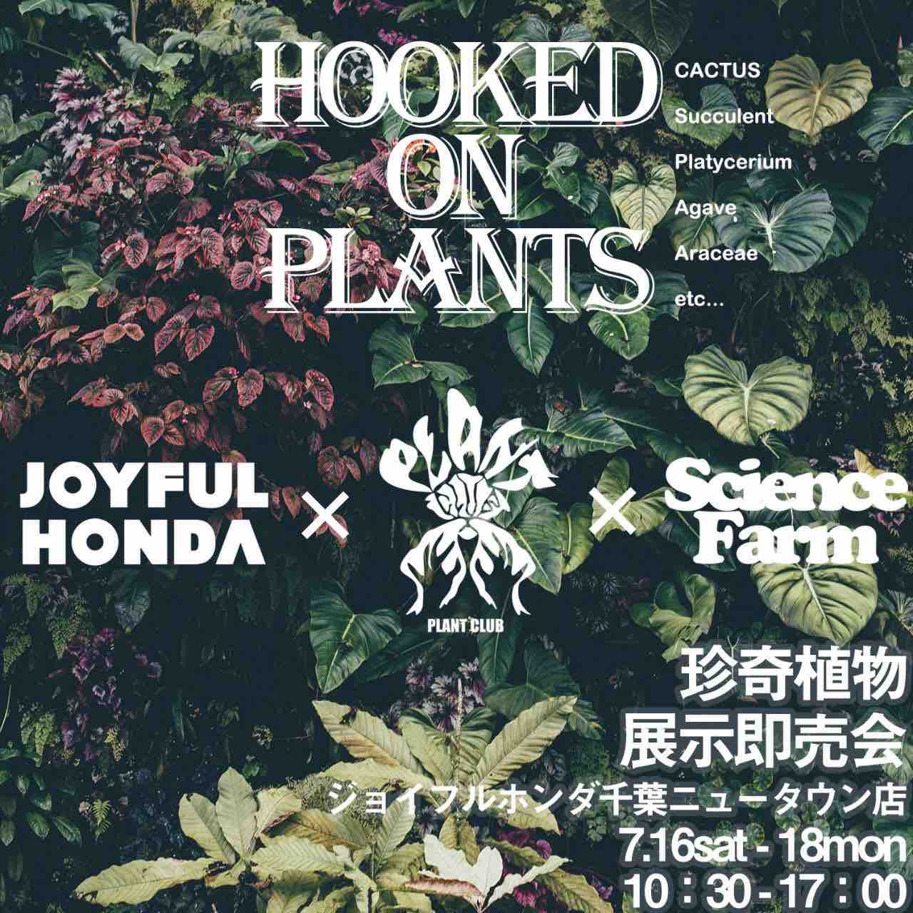 魅力的な価格 Fenteer トカゲ ヘビ カエルのための2xfake多肉葉植物爬虫類生息地装飾 Flyingjeep Jp