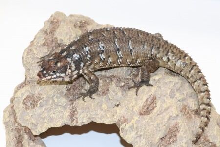 とかげ Liolaemus splendidus BOの時に話題になったこちらのトカゲ