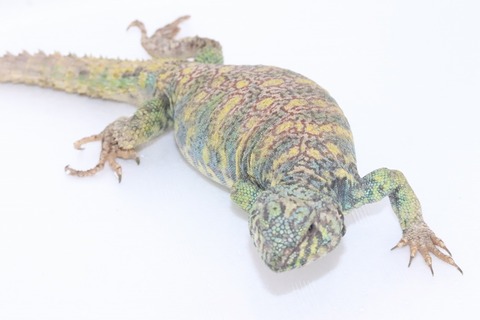 オルナータトゲオアガマ個体2
