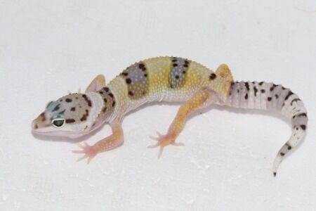 ハイイエロー４