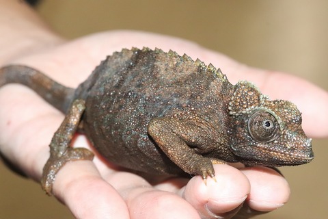 キサン♀