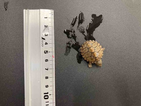 FullSizeRender