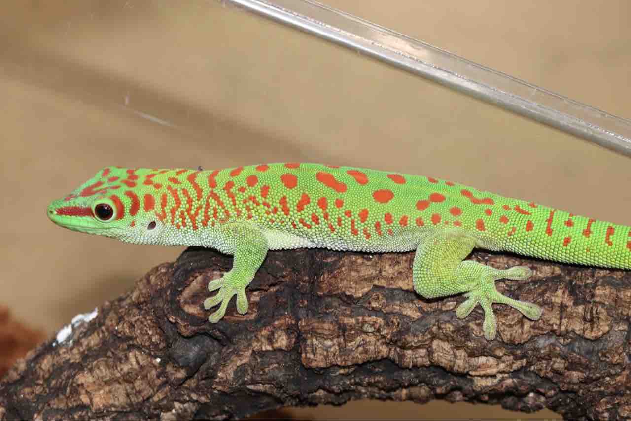 ヤモリさん ヒロオヒルヤモリ来ました！！ 緑の綺麗なヤモリちゃん😍 大きさ