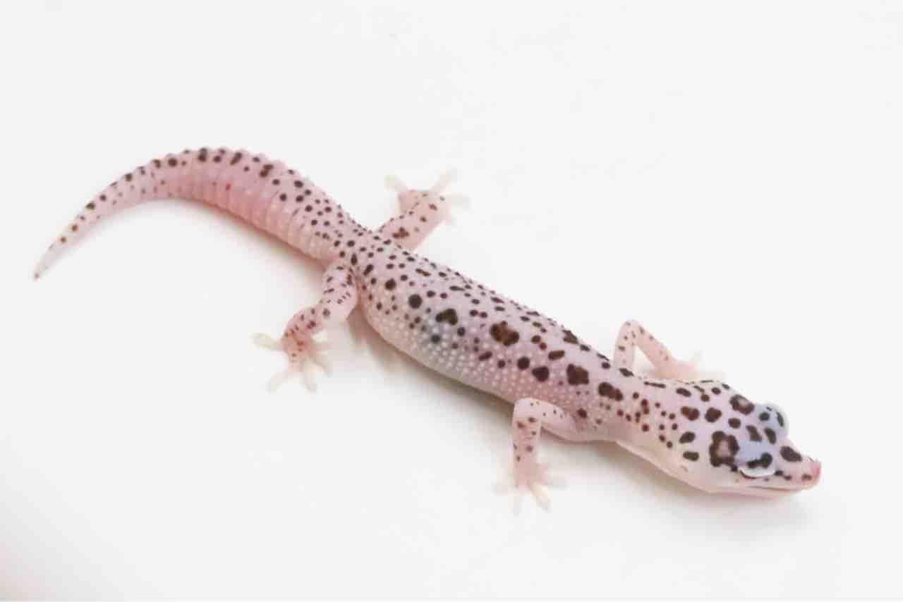 イベント告知 在庫紹介 ヒョウモントカゲモドキ ニシアフリカトカゲモドキ 爬虫類クラブj千葉ニュータウン店 イベント告知 在庫紹介 ヒョウモントカゲモドキ ニシアフリカトカゲモドキ 爬虫類クラブj千葉ニュータウン店