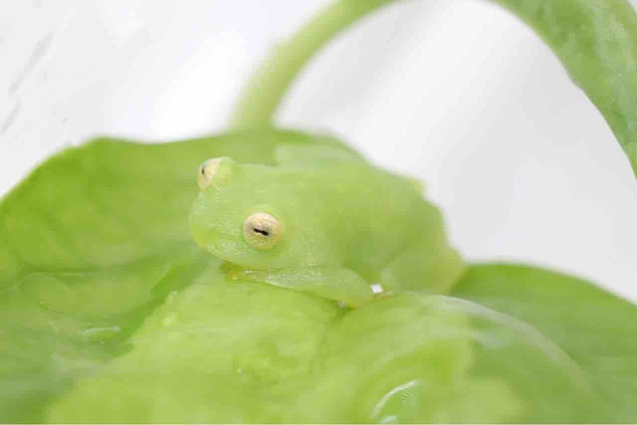 両生類ぞくぞく入荷！ グラスフロッグ各種、レアイボイモリetc