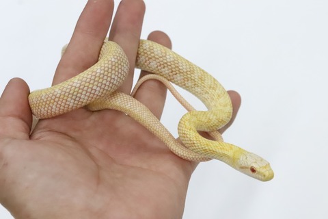 B4E726EA-8AF4-4078-9174-C05F5FF90EE2