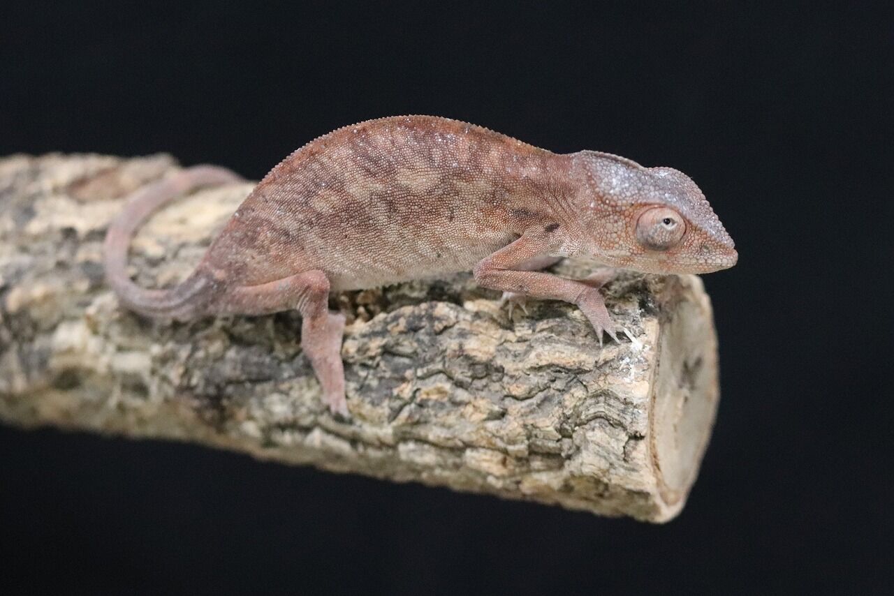 カメレオンショップ様★専用ページ 0cb90ac7-s.jpg