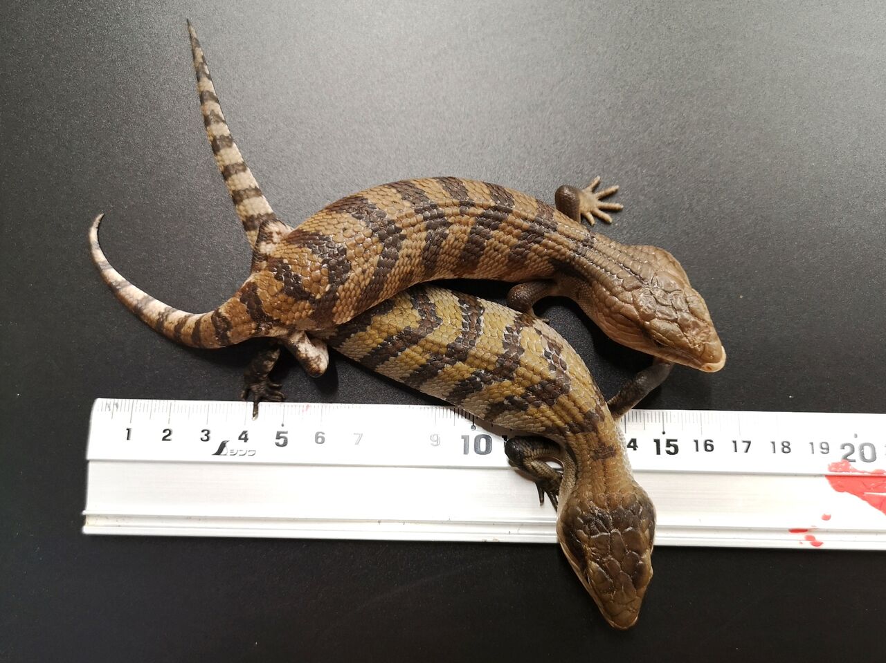 新着生体！！ イボヨルトカゲその他！！ : 爬虫類クラブJ千葉ニュー