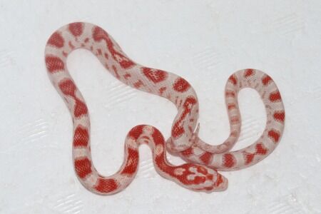 キャンディケイン