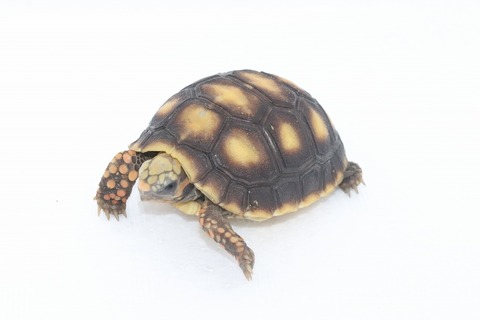 アカアシリクガメ1