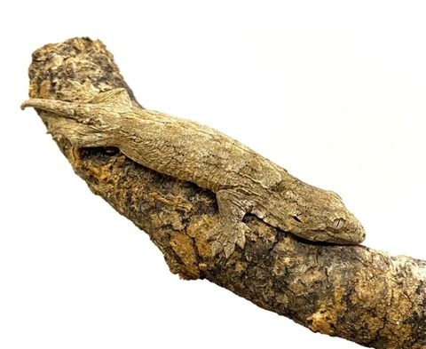 ジャイアントゲッコー