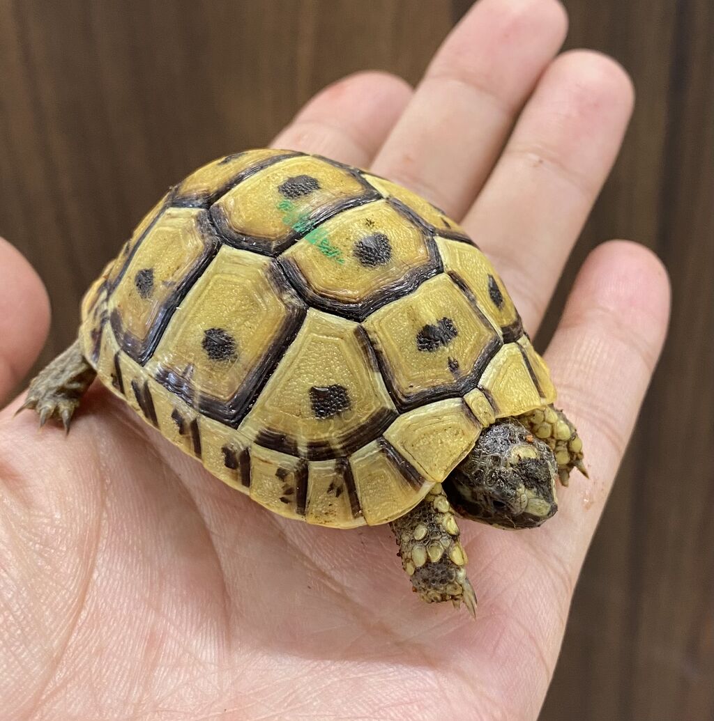 新入荷！リクガメ＋α！ : 爬虫類クラブJ千葉ニュータウン店