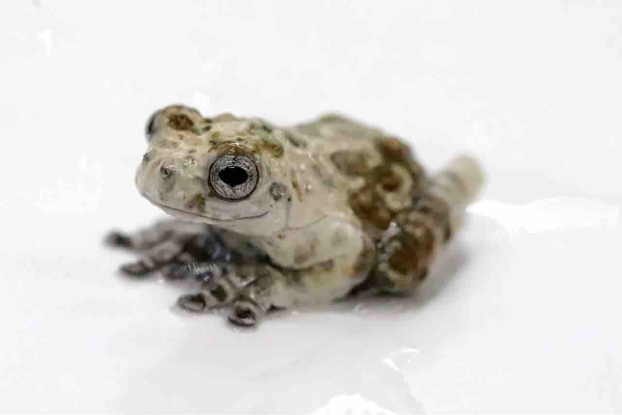 【カエル】愛媛県　プルーフ ca3ca2a1c30ae3f7512ab985ecb6a7